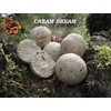 Kép 2/2 - CFB Stabilizált Bojli Cream Dream